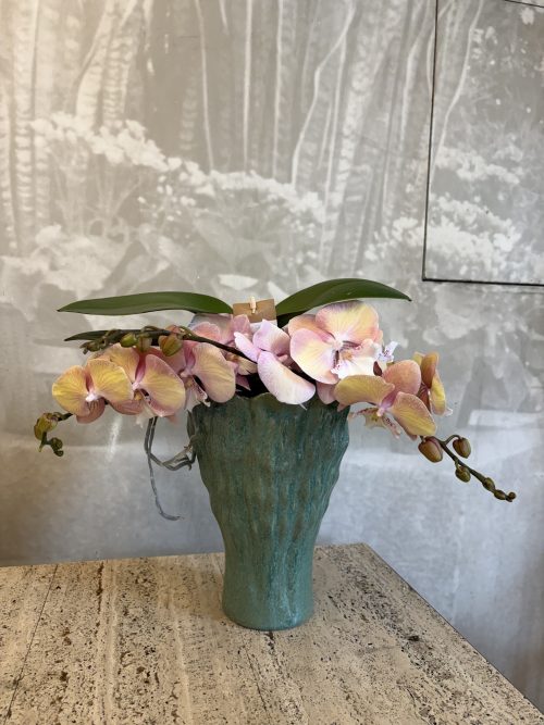 Orchidea Phalaenopsis “Cascata Tablo”