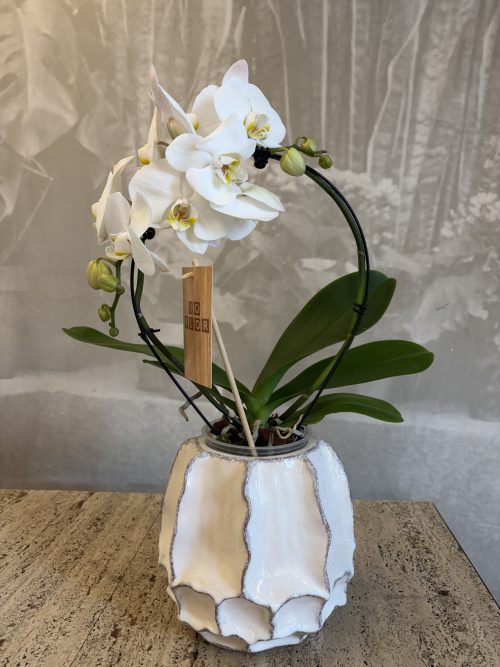 Orchidea Phalaenopsis a cerchio
