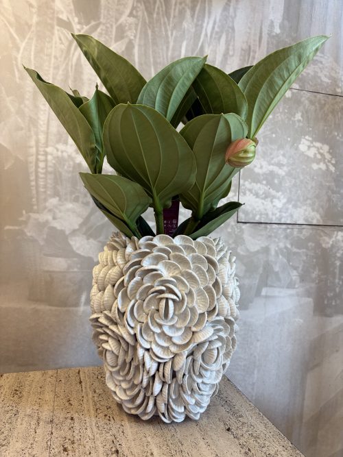 Medinilla Magnifica