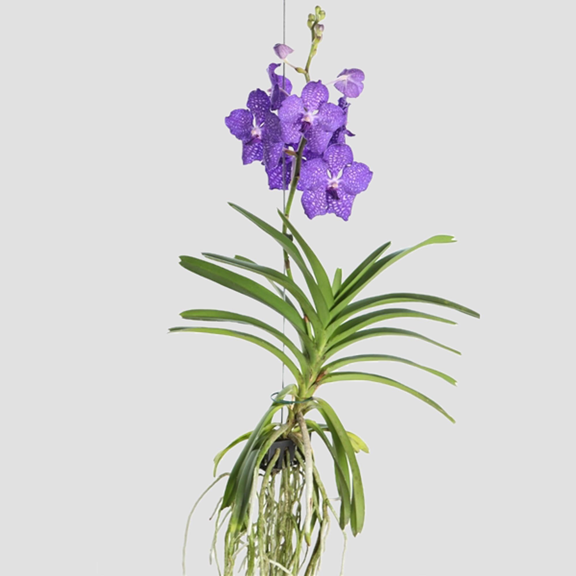 Piante, semi e bulbi Vanda Orchidee Vanda fatevi dal colore e l'immagine  fiori una sorpresa IN4805725