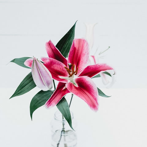 Fiori recisi in vaso - Antica Fioreria Rebussi